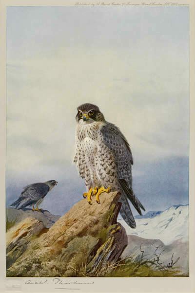 Archibald Thorburn Gyr Falcon